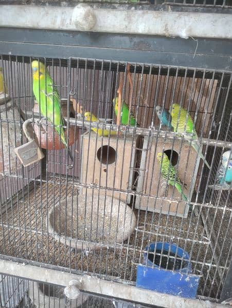 pigeon and parrots for sale 8