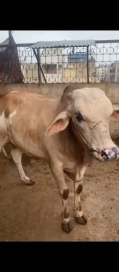 17 months ka bachra available for sell for Qurbani 2025