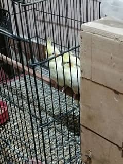 cream cockatiel pair