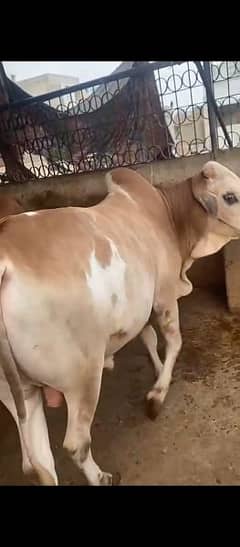 Bachra Gor Urgent Sell