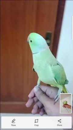 full tame green parrot