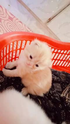 Persian kittens each price 10000