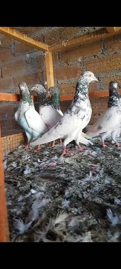 Highflying pigeons. . 2 males 3 females. .