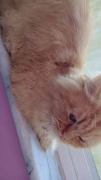 Ginger Persian male cat 1