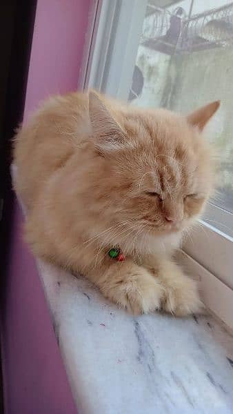 Ginger Persian male cat 2