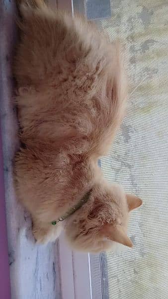 Ginger Persian male cat 4