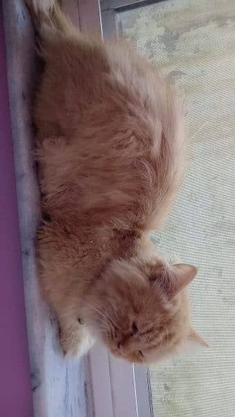 Ginger Persian male cat 5