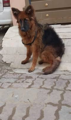 german shepherd long hair pup 6 months only