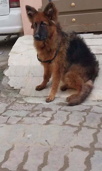 german shepherd long hair pup 6 months only 1