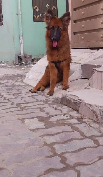 german shepherd long hair pup 6 months only 2