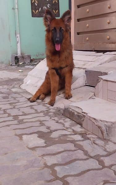 german shepherd long hair pup 6 months only 3