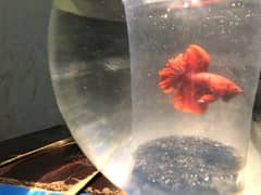 betta fish orange colour female