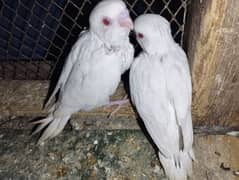 Australian parrots for sale