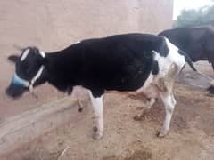 Frseion cow milk 11 kg sath wachi 6 dant