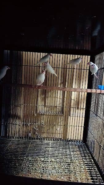 white Jawa, grey jawa breeder pairs 1