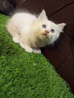 blue eyes female kitten