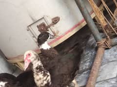 duck pair for sale location khushab