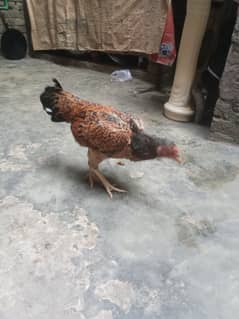 aseel hen for sale