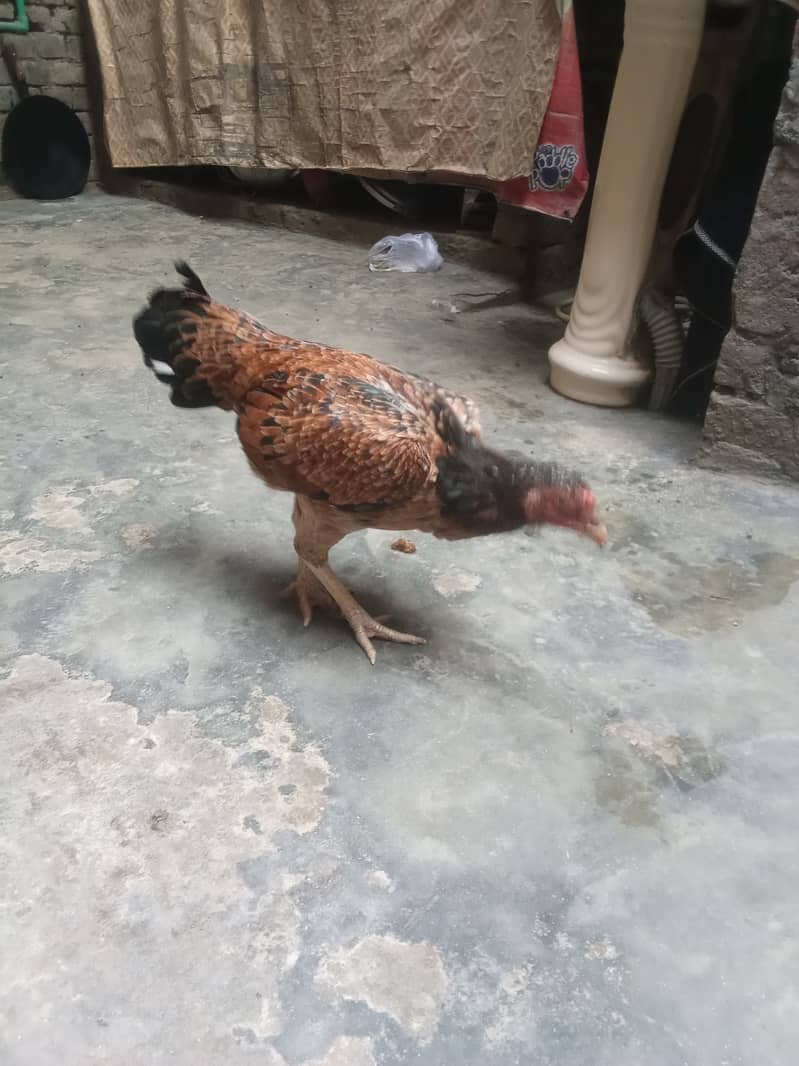 aseel hen for sale 0