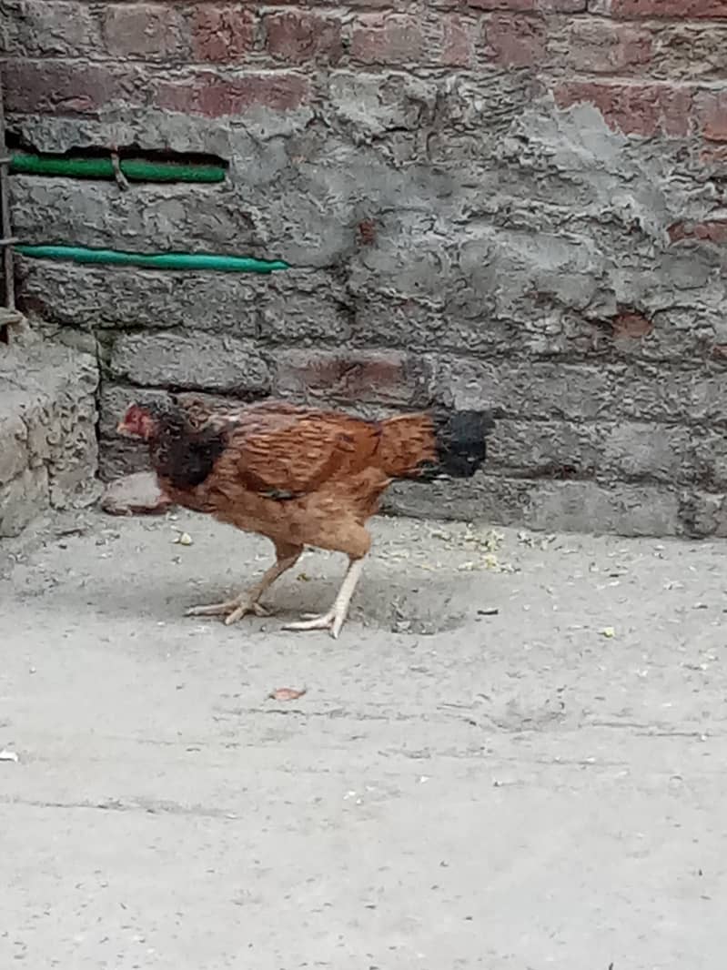 aseel hen for sale 2