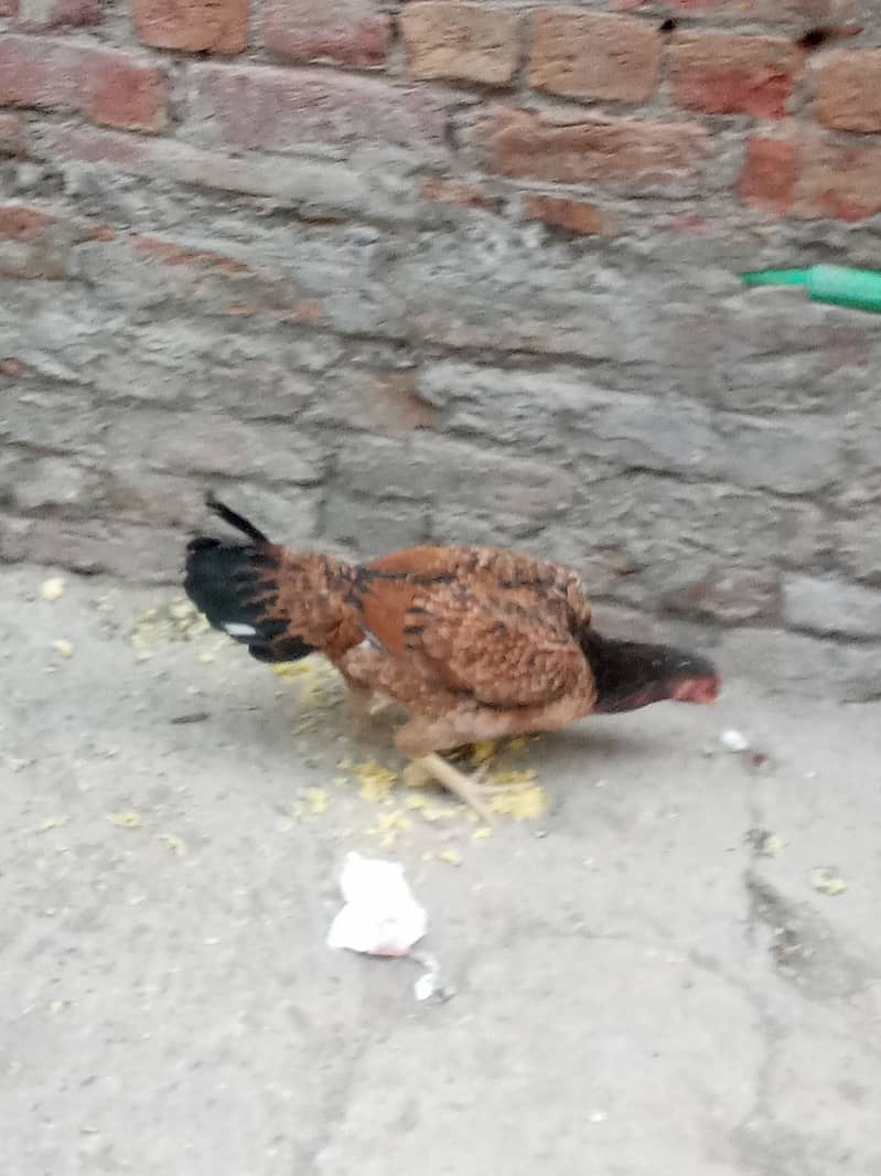 aseel hen for sale 3