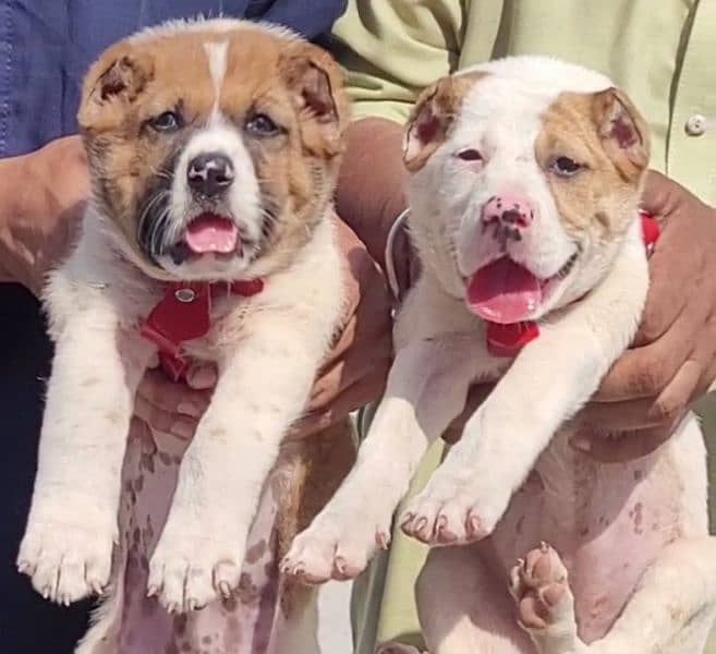 ALABAI PAIR 55 DAYS FOR SALE SECURITY DOGS 0