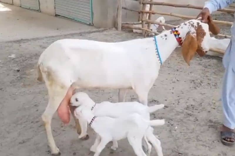 desi bakri for sale WhatsApp 03487390292) 1