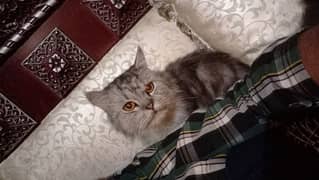 Persian cat Grey black 0