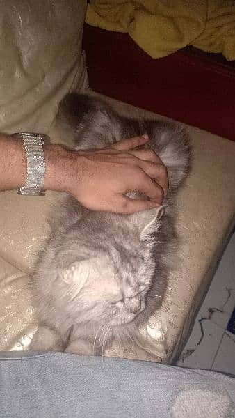 Persian cat Grey black 1