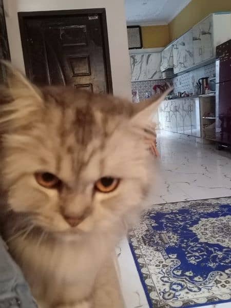 Persian cat Grey black 3