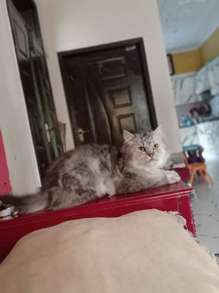 Persian cat Grey black 4