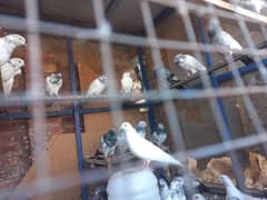 Pigeon Sale