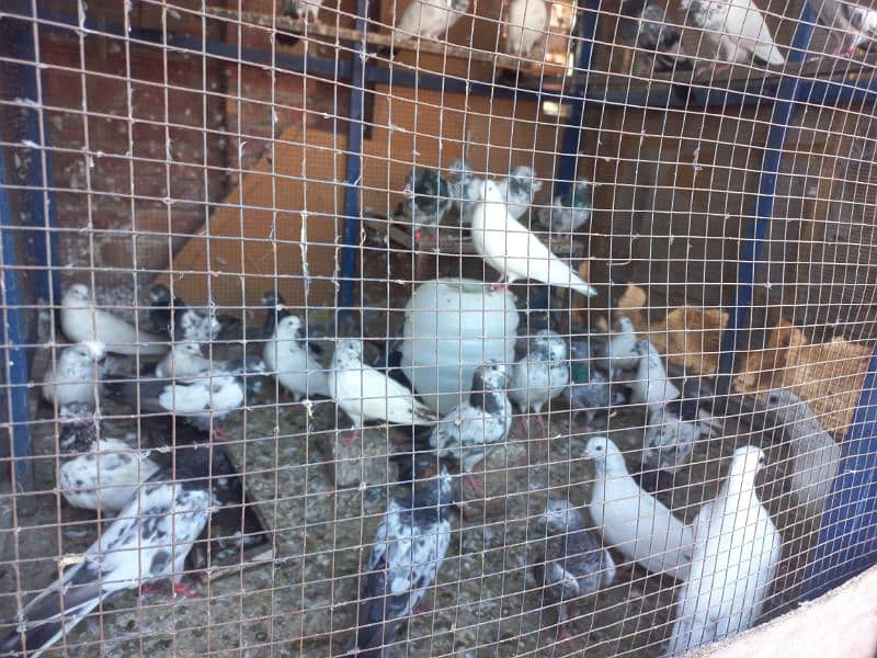 Pigeon Sale 1