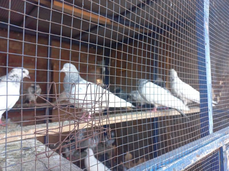 Pigeon Sale 2