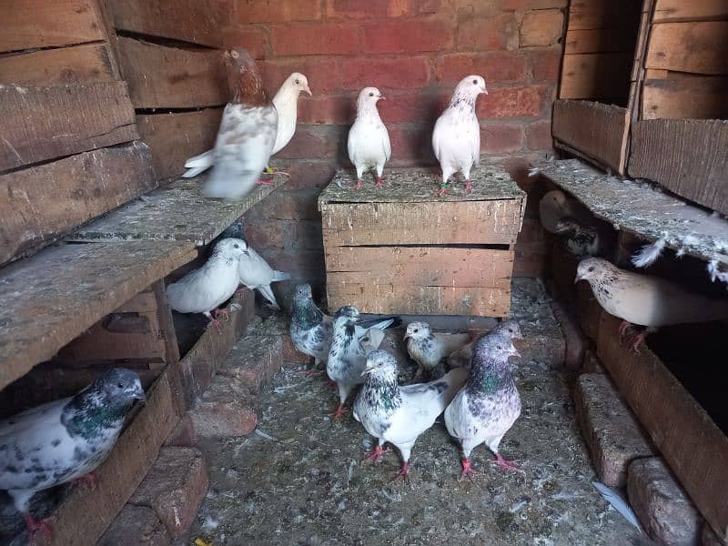 Pigeon Sale 4