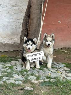 Siberian Husky puppies for sale 0