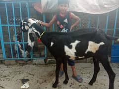 top quality bakri (goats)