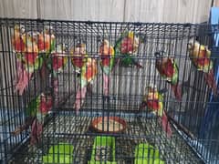 extream high red | conures | parrots | pairs | birds