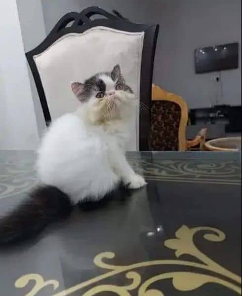 cat for sale vaccine clear sehatmand my WhatsApp 0322=600=8812 1