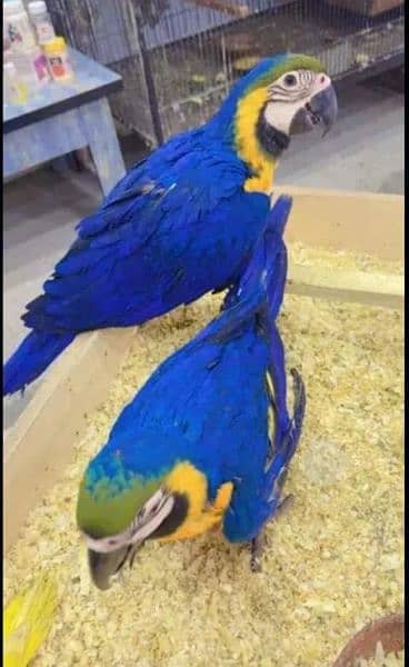 Blue macaw chicks Healthy active call number 03322732050 1