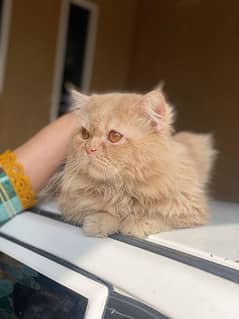 Persian cat triple cotted male semi punched