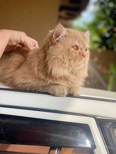 Persian cat triple cotted male semi punched 1