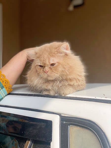 Persian cat triple cotted male semi punched 2