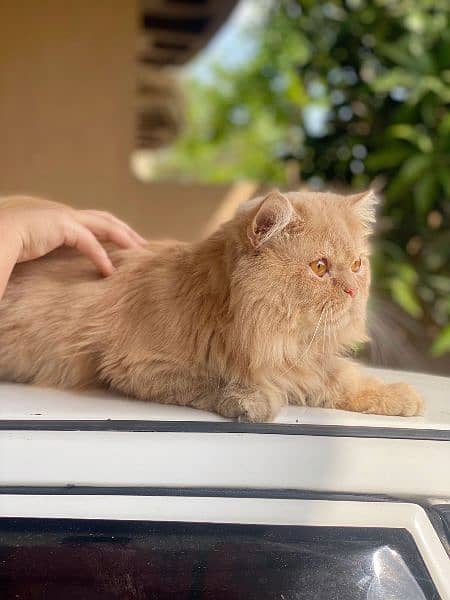 Persian cat triple cotted male semi punched 3