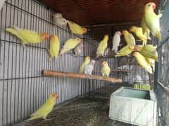 Ready to Breed lovebirds 0