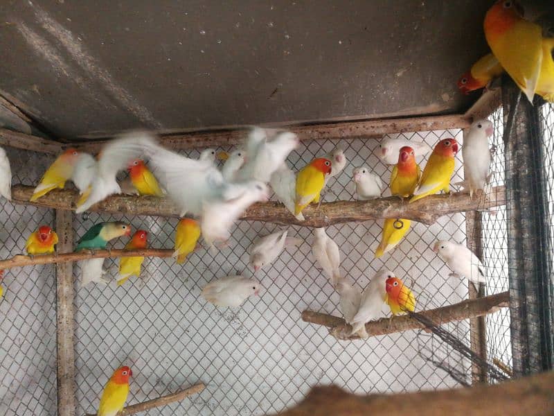 Ready to Breed lovebirds 2