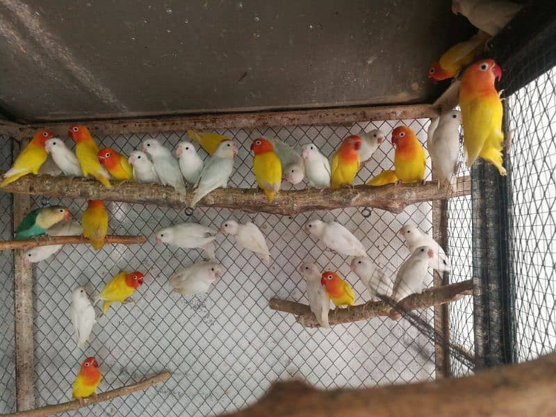 Ready to Breed lovebirds 3