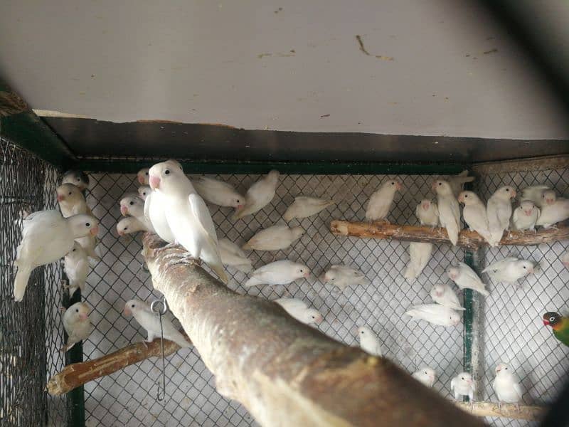 Ready to Breed lovebirds 6