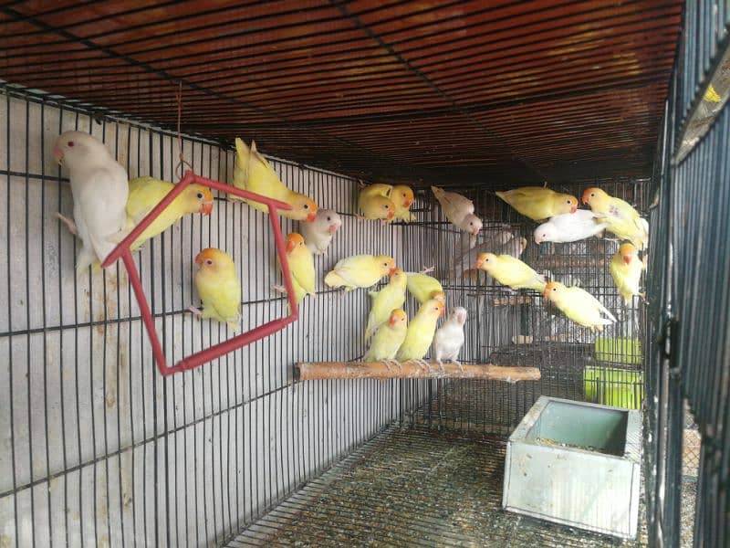 Ready to Breed lovebirds 9