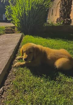 Pedigree Golden Retrievers